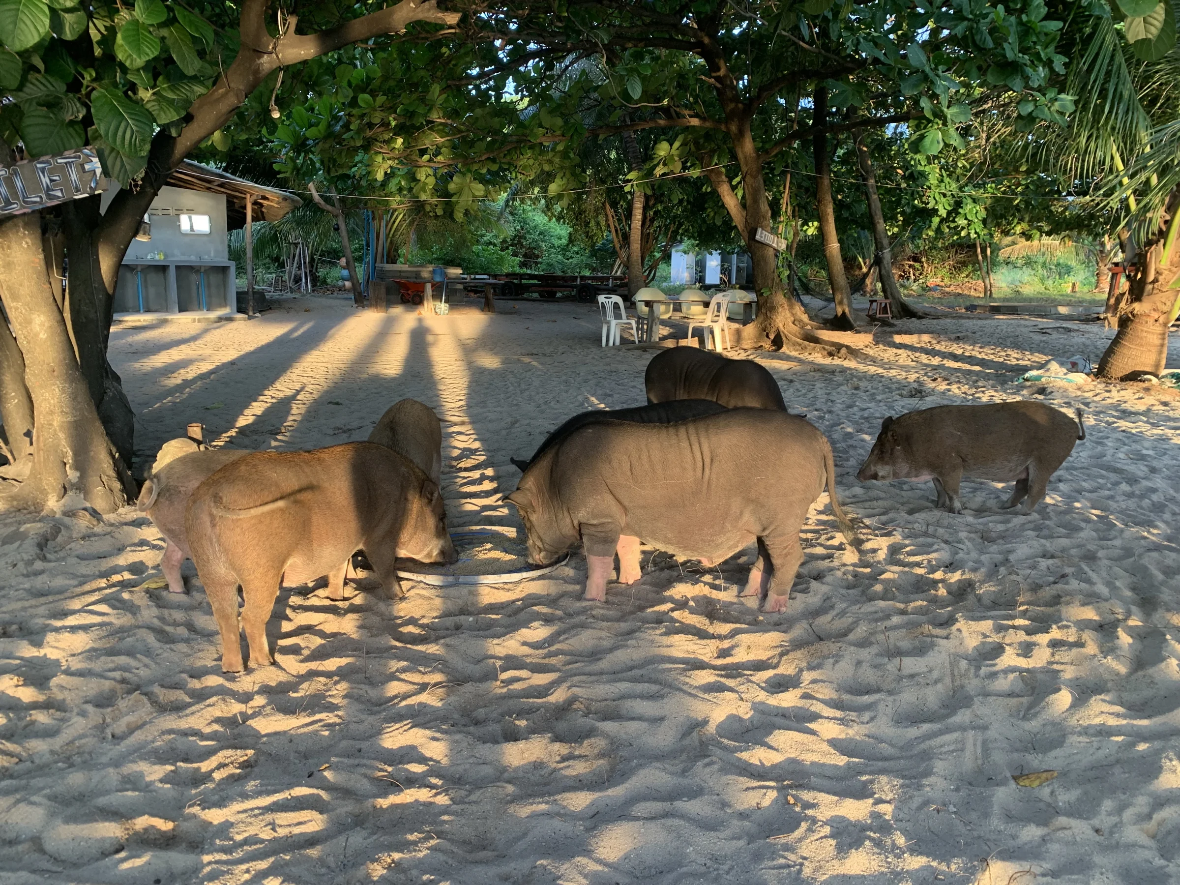Pig Island