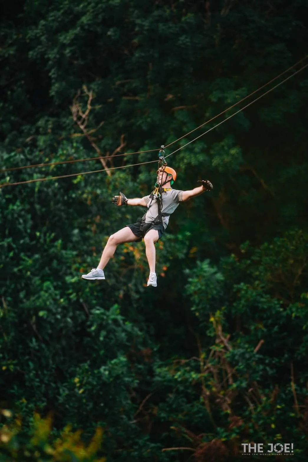 Tree Bridge Zipline