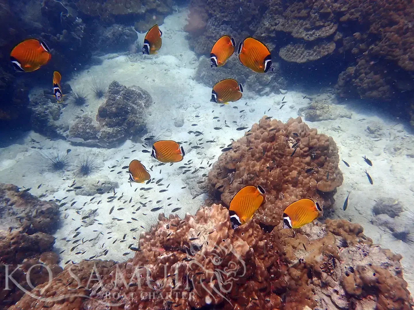 Koh Tao & Koh Nang Yuan Catamaran Tour from Koh Samui adventure