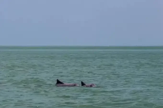 Pink Dolphin Watching, Koh Tan & Pig Island by Speedboat in Koh Samui