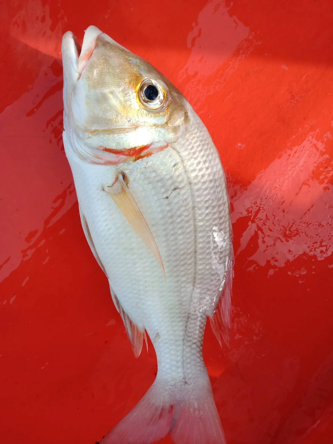 Koh Samui Day Fishing Tour adventure