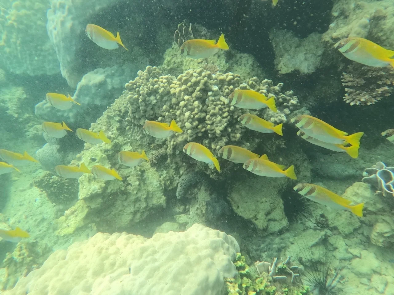 Ang Thong National Marine Park Speedboat Tour experience in Koh Samui