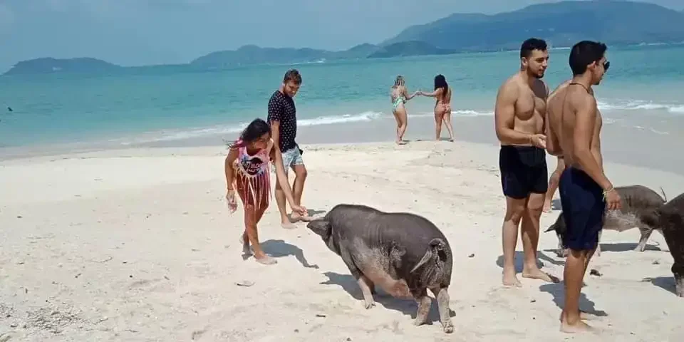 Pig Island & Koh Tan Speedboat Tour in Koh Samui
